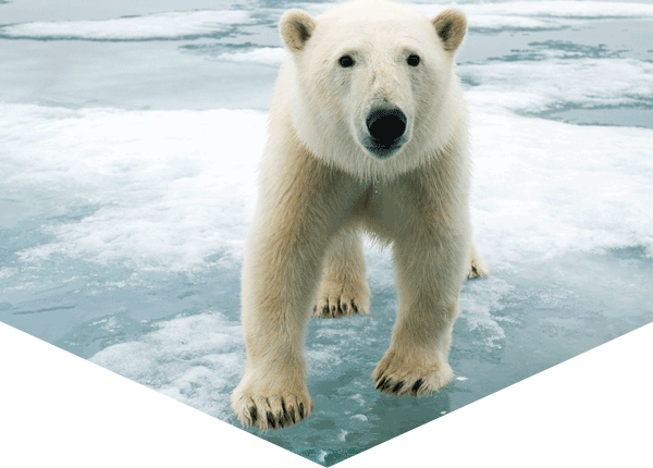 polar bear standing on ice