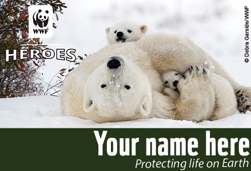 polar bear membership card