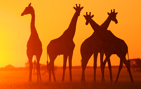 Four giraffe silhouettes against a sunset backgroudn