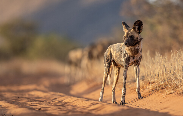 small hyena walking through sand