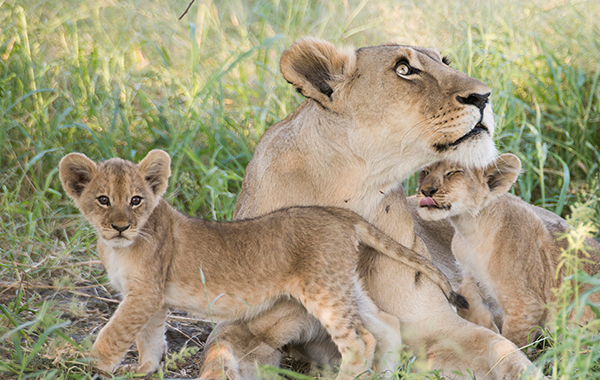 Lioness and two cubs