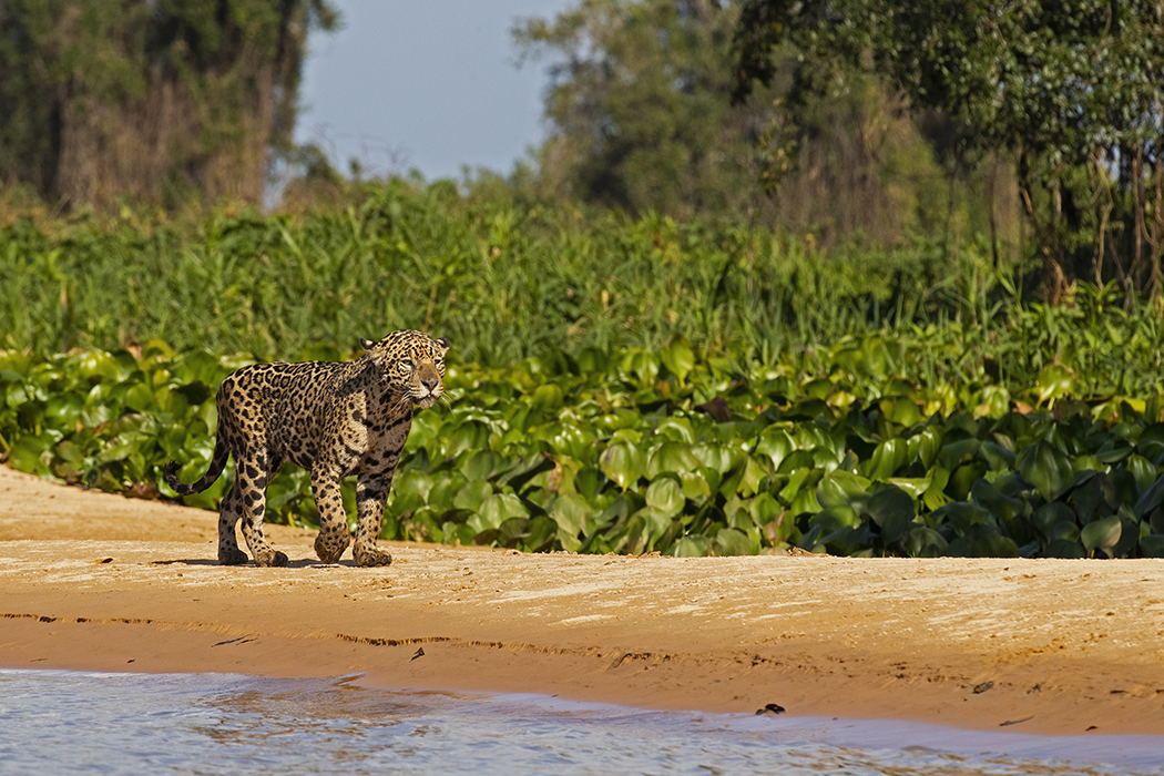 Jaguar, Northern Pantanal, Brazil.