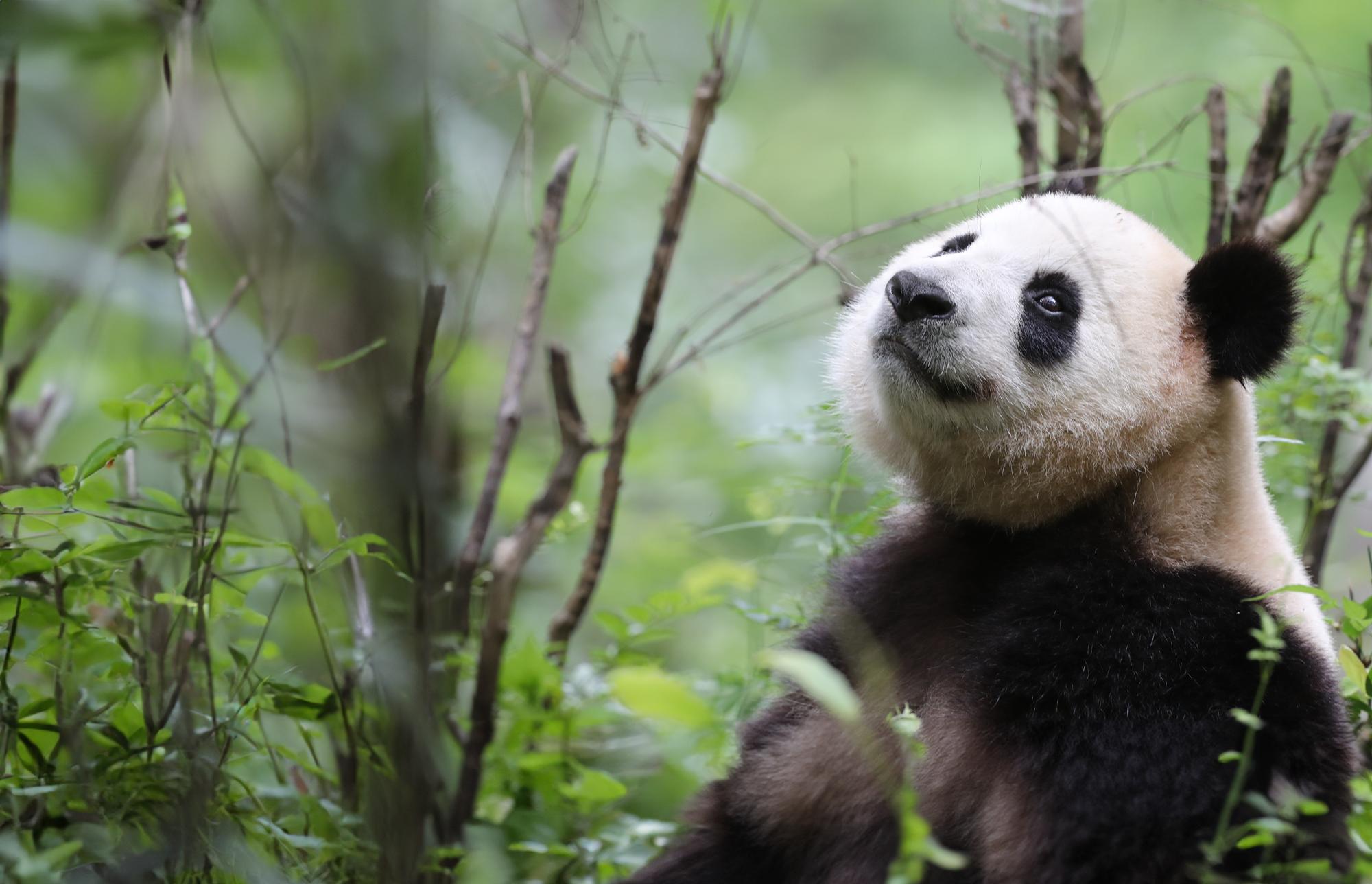 Wild giant panda