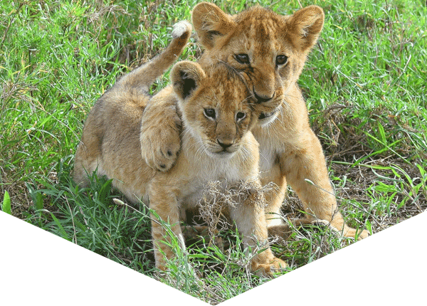 two lion cubs