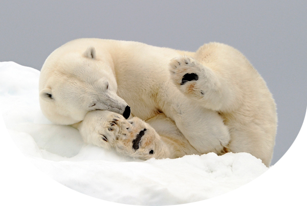 Polar bear napping on ice