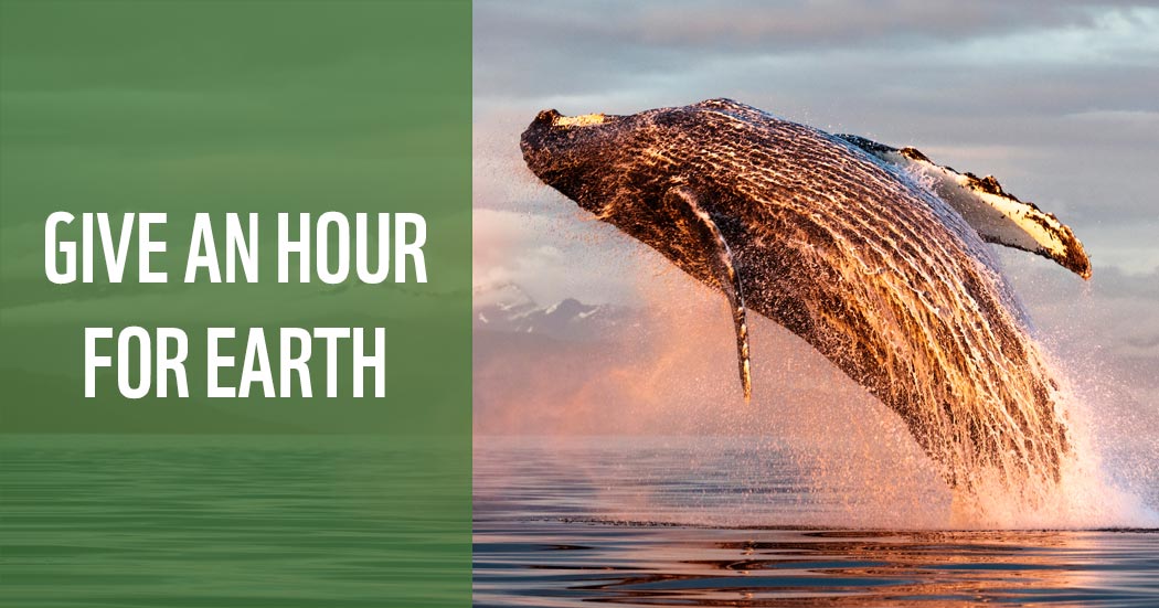 Humpback whale breaching at sunset