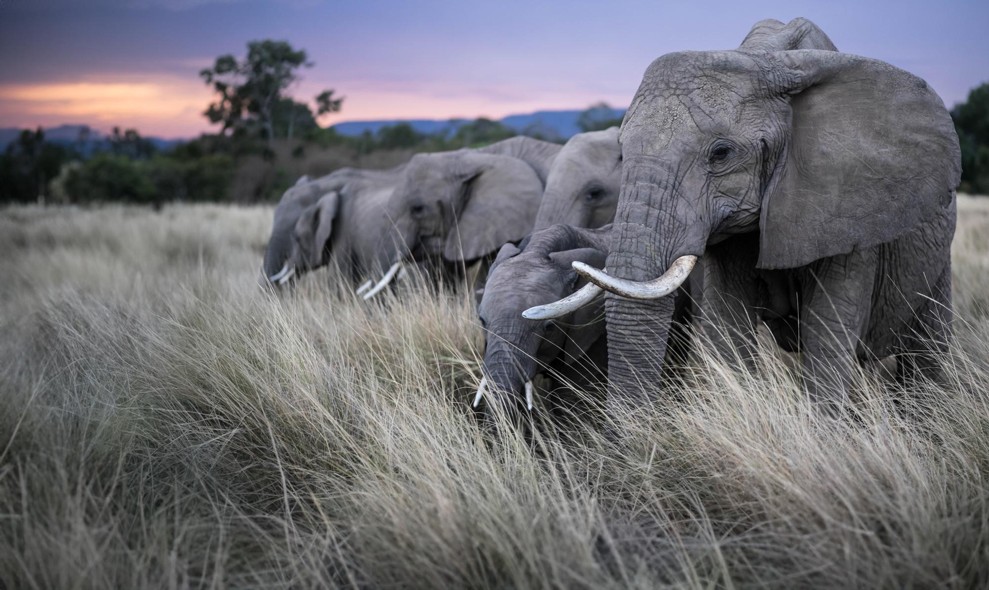 A herd of African elephants stand in a line in tall grass at dusk