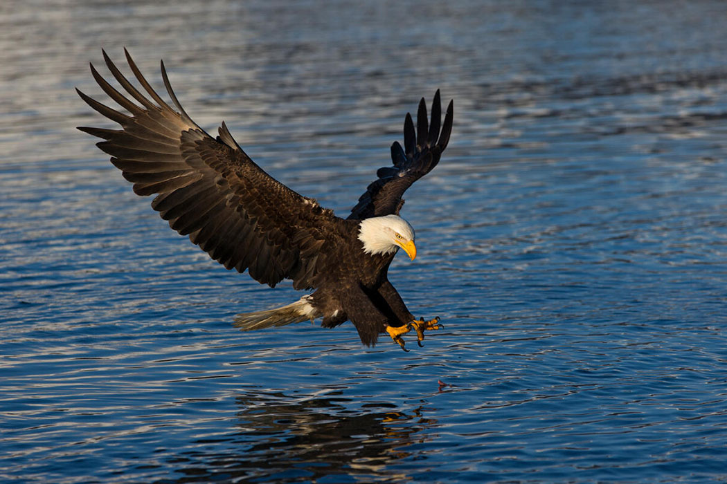 Bald eagle
