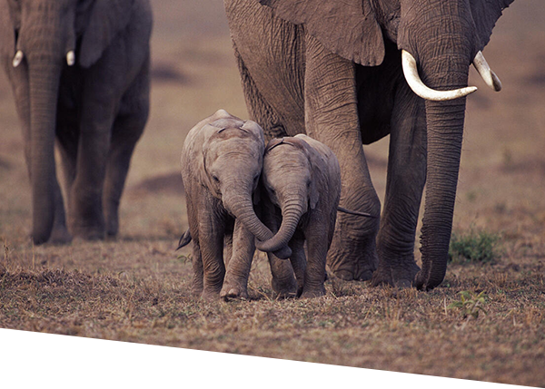 Two baby African elephants with trunks entwined