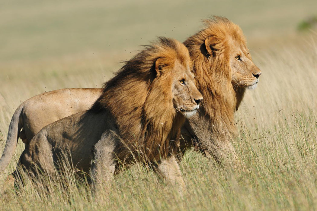 Two male lions