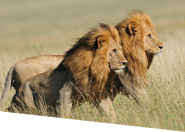 Two lions at the Serengeti National Park, Tanzania