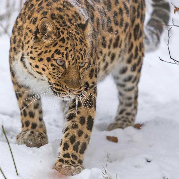 Amur leopard standing in snow
