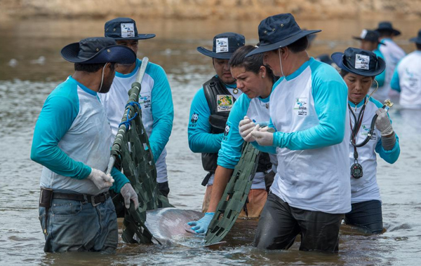 A group of fishers carry a river dolphin to be tagged