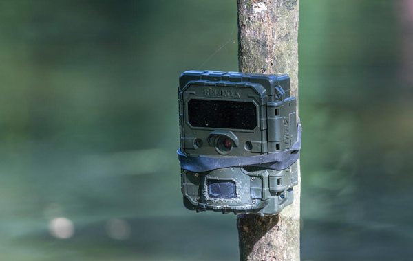 Camera trap on a tree
