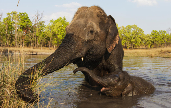 Elephant mom and calf wading in water and grazing