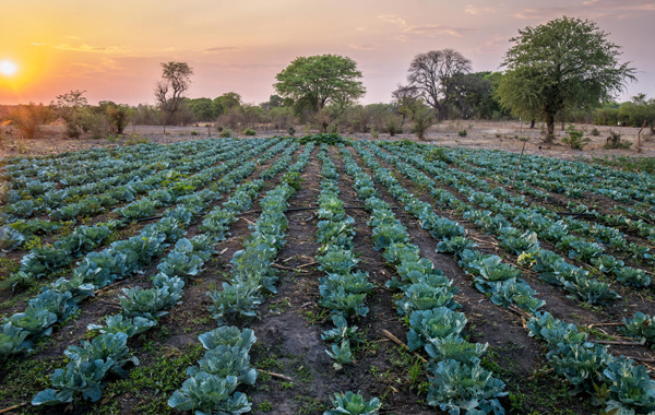 Zambia farmland