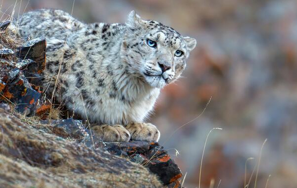 Snow leopard watching patienty on a rock