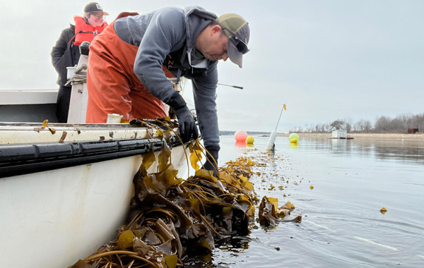 Person reaching into the water from a boat to grab kelp