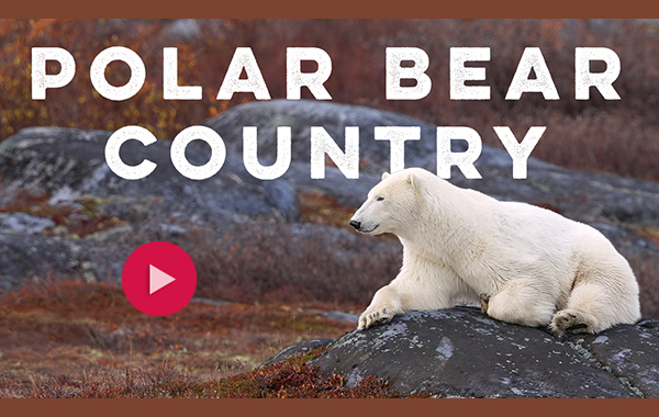 Polar bear sitting on a rock with video play button and text that says POLAR BEAR COUNTRY