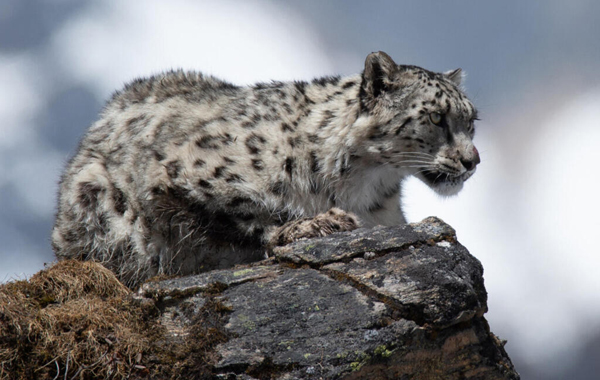 Snow leopard perching on a rock