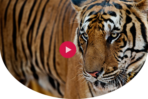 Close-up of a tiger in Thailand with a red video play button on top