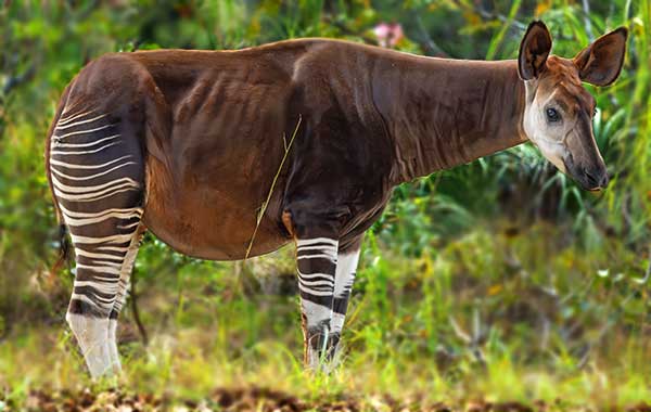 Okapi standing amid greenery