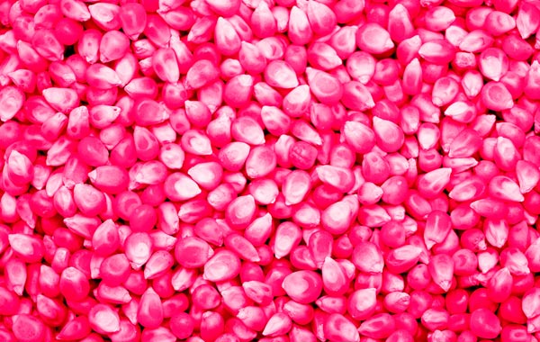 Pink corn kernels