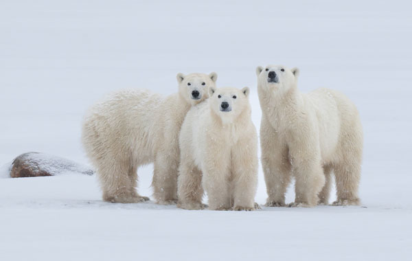 Polar bear mom and 2 cubs
