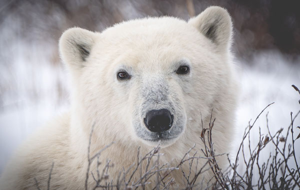 Polar bear portrait with willows around it