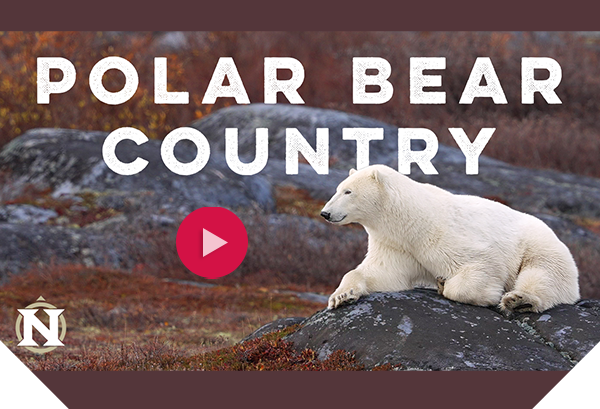 Polar bear sitting amongst rocks and willows. Text overlaying the image that says Polar Bear Country along with a red video play button and the NatHab logo to the left