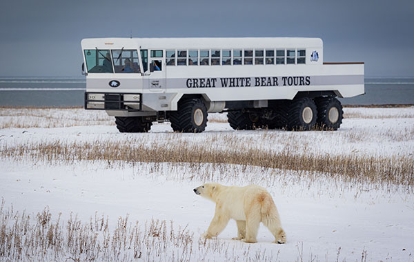 Polar bear walking next to polar rover
