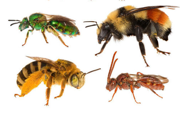 Four species of bees against a white background