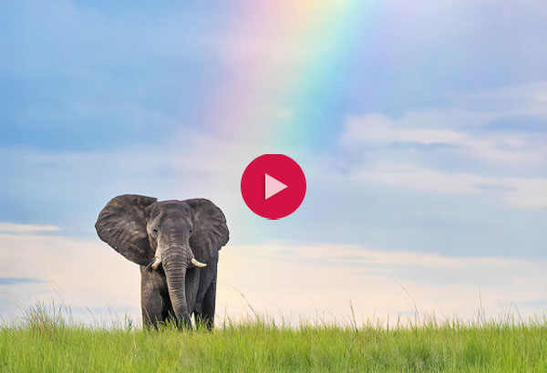 Elephant with a rainbow in the background and a video symbol
