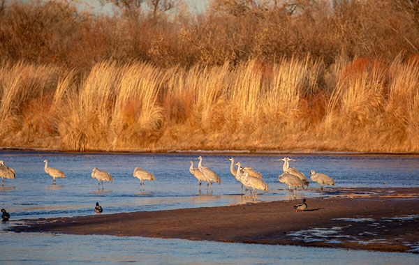 Sandhill cranes line the Rio Grande coast, with brush in the background