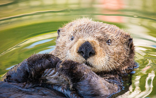 Sea otter floating in water