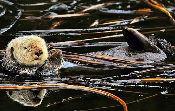 Sea otter floating on water