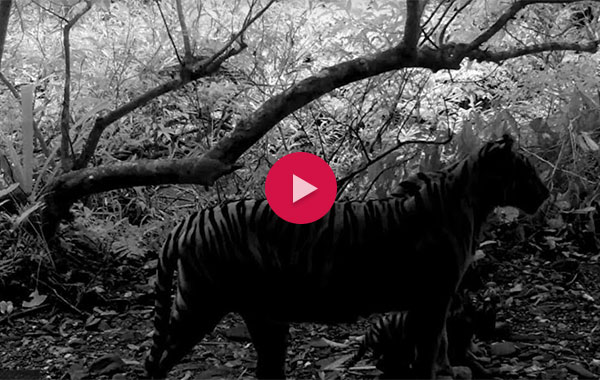 Tiger black and white video still with video play button