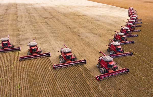 Several combines harvesting soybeans