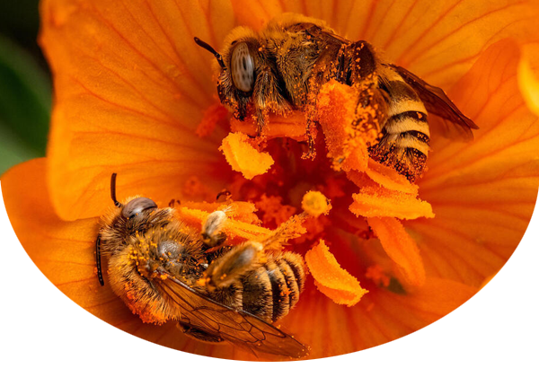 Two honey bees collecting pollen and lying on a bright orange flower's stamen
