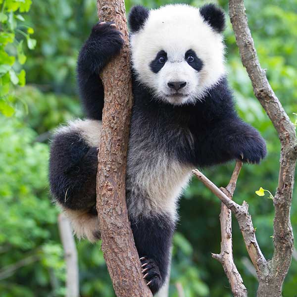 Giant panda in a tree