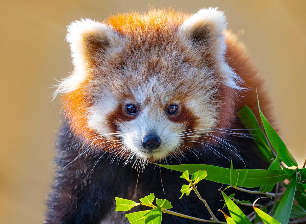 Red panda
