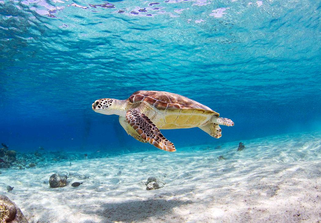 Sea turtle