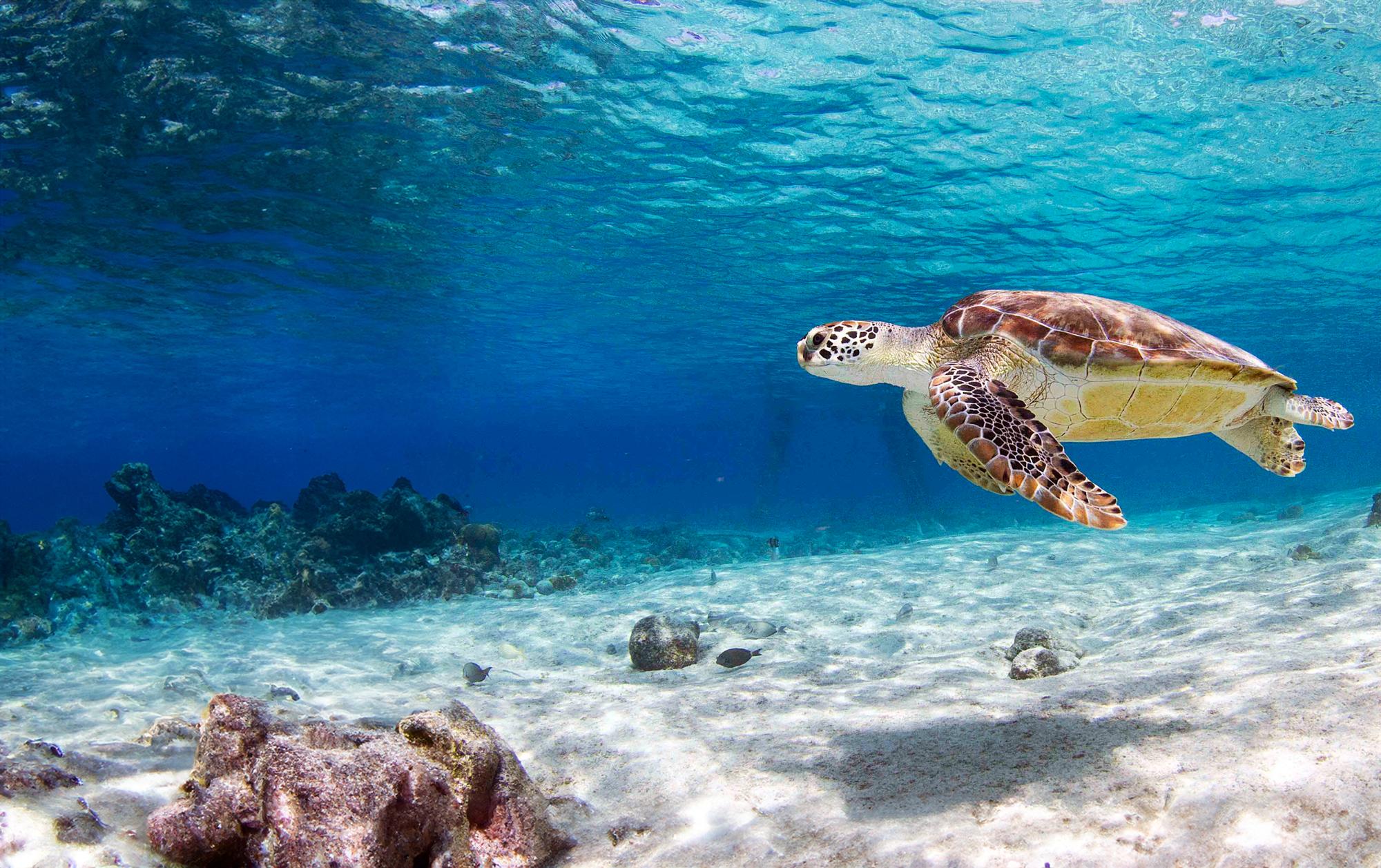Sea turtle