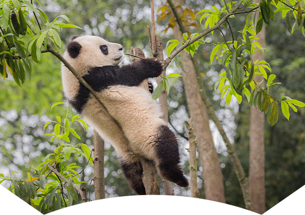 giant panda in a tree