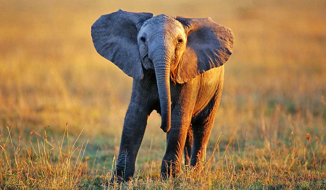 Elephant calf