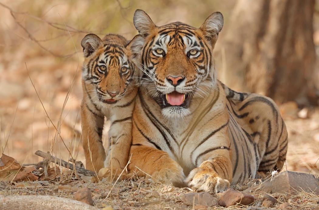 Bengal tiger mother with cub