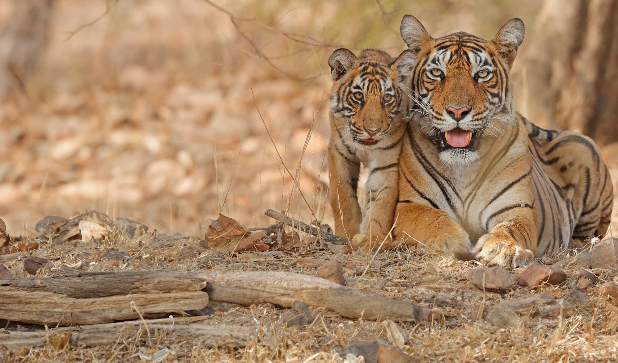 Bengal tiger mother with cub 
