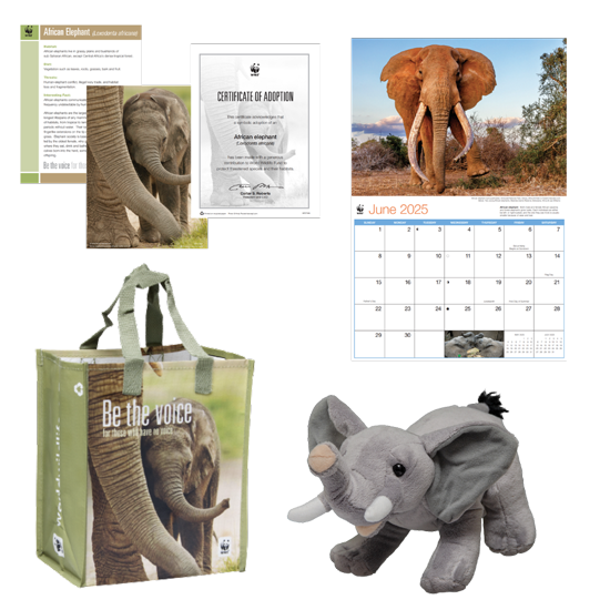 Symbolically Adopt an Elephant | World Wildlife Fund