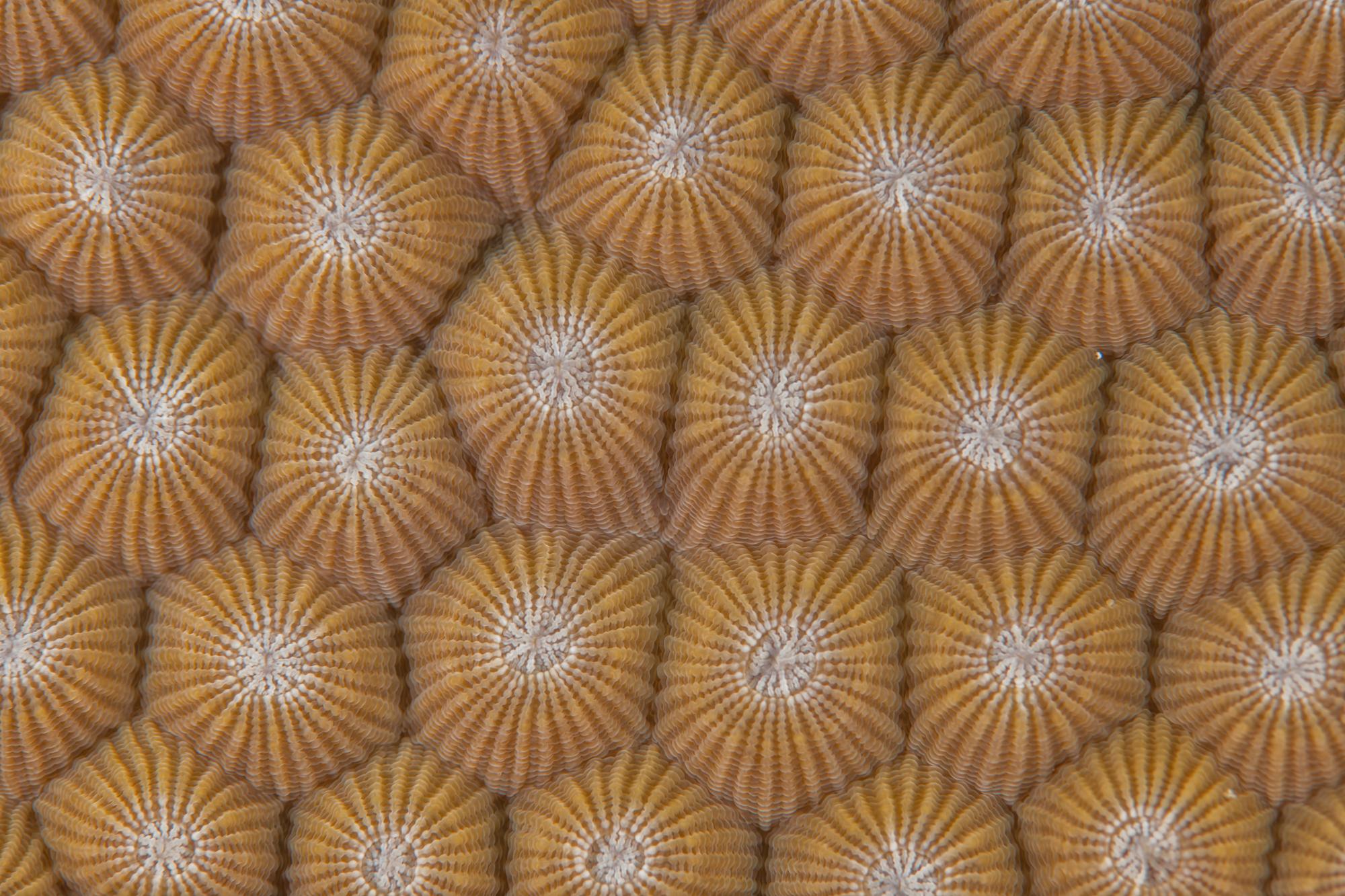 Close up of hard coral © Tom Vierus/WWF-US