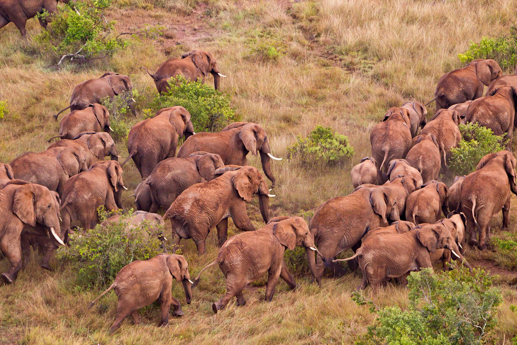 Aerial photo of African elephants © Martin Harvey/WWF
